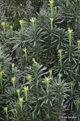 Cephalotaxus harringtonia 'Fastigiata' — photo 4